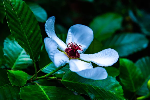 Белый Цветок Парке Таиланд — стоковое фото