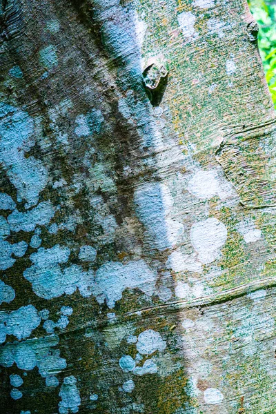 Tło Tekstury Drzewa Tajlandia — Zdjęcie stockowe