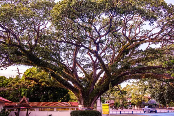 Bela Árvore Chuva Distrito Chiang Kham Tailândia — Fotografia de Stock