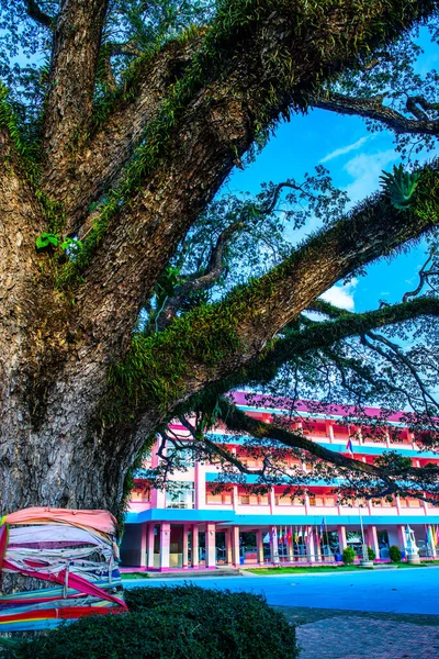 Tayland 'ın Chiang Kham bölgesinde güzel bir yağmur ağacı..