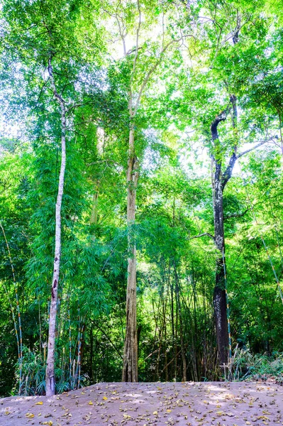 Пейзаж Национального Парка Фатай Провинция Лампанг — стоковое фото
