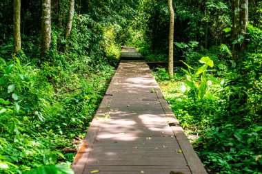 Phu Sang, Tayland 'da doğa yolu..