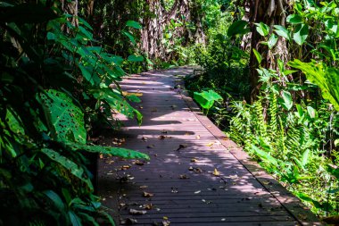 Phu Sang, Tayland 'da doğa yolu..