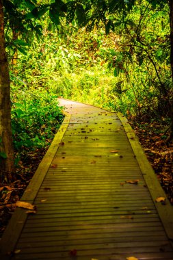 Phu Sang, Tayland 'da doğa yolu..