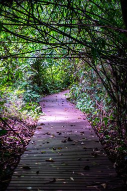 Phu Sang, Tayland 'da doğa yolu..