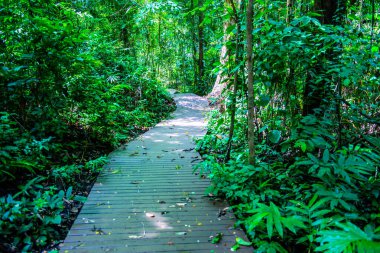 Phu Sang, Tayland 'da doğa yolu..