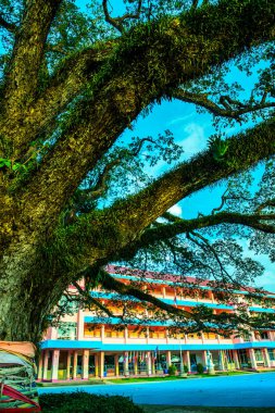 Tayland 'ın Chiang Kham bölgesinde güzel bir yağmur ağacı..