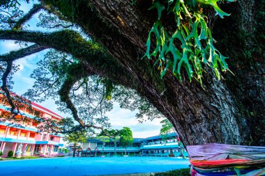 Tayland 'ın Chiang Kham bölgesinde güzel bir yağmur ağacı..