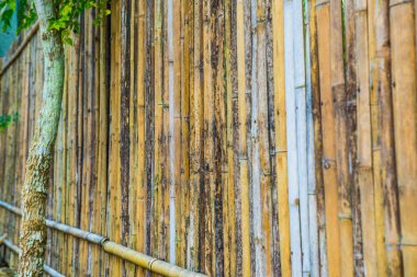 Bambu çit arka planı, Tayland.