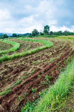 Samoeng pirinç araştırma merkezi, Tayland.