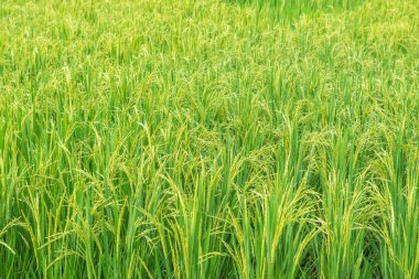 Chiangmai şehrindeki pirinç tarlası, Tayland.