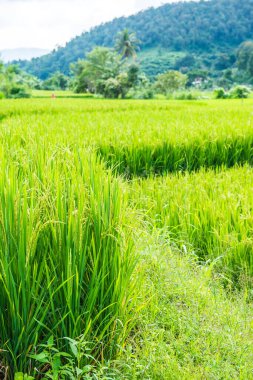 Chiangmai şehrindeki pirinç tarlası, Tayland.