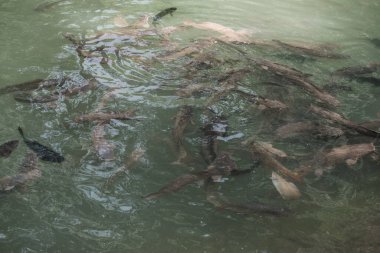 Sudaki balıklar, Tayland.