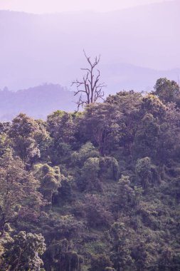 Tayland 'da sisli tropik yağmur ormanı.