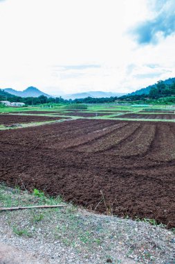Tayland, Tayland 'da tarım alanı.