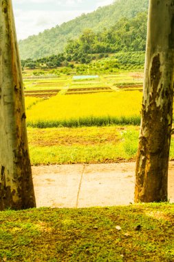 Tayland 'da Sunn Hemp Field.