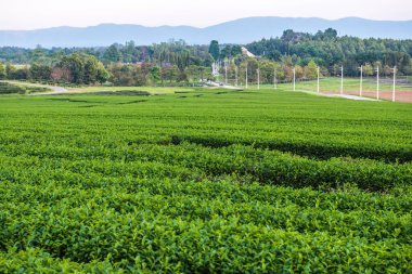 Singha Park, Tayland 'daki çay çiftliği..