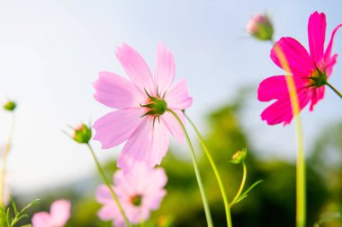 Pink cosmos flowers in the garden, Chiang Mai Province.