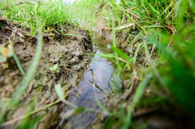 Waterway in the rice fields, Chiang Mai Province.