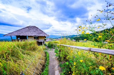 Pa Bong Piang Rice Terraces at Chiang Mai Province, Thailand.