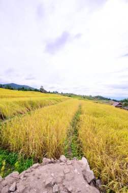 Pa Bong Piang Rice Terraces at Chiang Mai Province, Thailand.