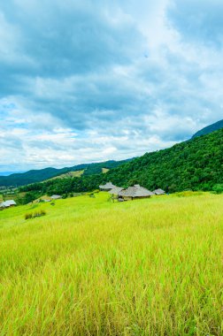 Pa Bong Piang Rice Terraces at Chiang Mai Province, Thailand.