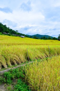 Pa Bong Piang Rice Terraces at Chiang Mai Province, Thailand.