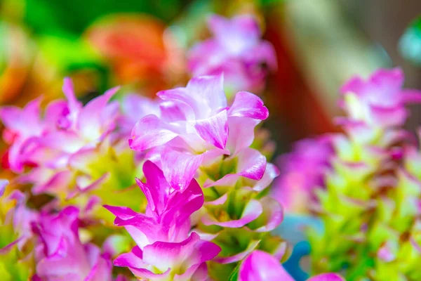 Ροζ Λουλούδι Σταγόνα Ταϊλάνδη — Φωτογραφία Αρχείου