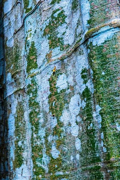 Фон Текстуры Деревьев Таиланд — стоковое фото