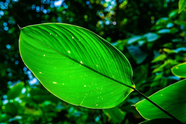 Zielony Liść Naturalnym Tłem Tajlandia — Zdjęcie stockowe