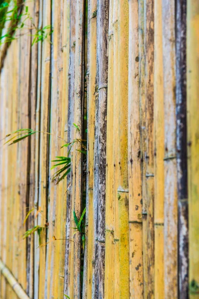 Bamboo Fence Background Thailand — 图库照片