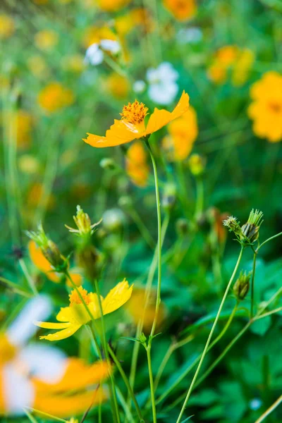 Yellow Cosmos Flower Natural Background Thailand — Stock Photo, Image