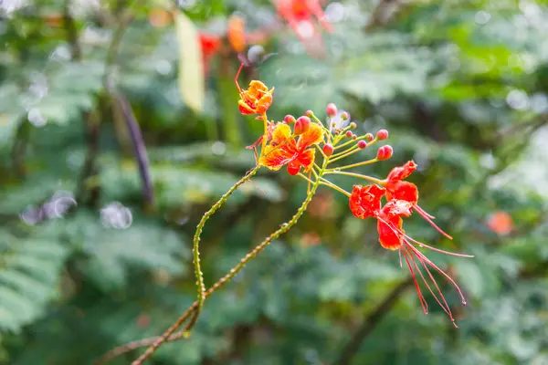 Павлин Цветок Естественным Фоном Таиланд — стоковое фото
