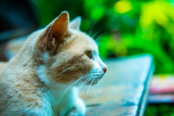 泰国猫的头像 — 图库照片
