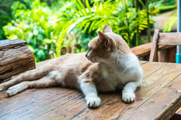 Ταϊλανδέζικη Γάτα Στο Τραπέζι Ταϊλάνδη — Φωτογραφία Αρχείου
