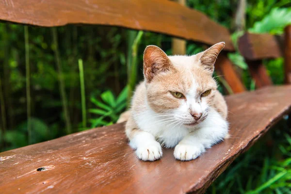 Gato Tailandês Mesa Tailândia — Fotografia de Stock