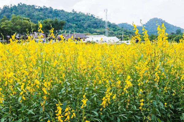 Tayland 'da Sunn Hemp Field.