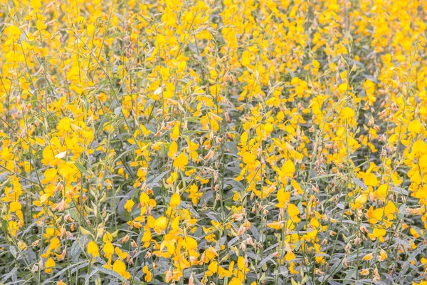 Background Sunn Hemp Flower Thailand — Stock Photo, Image