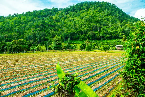Strawberry Farm Chiangmai City Thailand — Stock Photo, Image