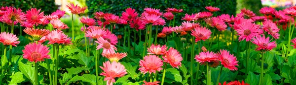 Panorama of pink Gerbera flowers in the garden, Chiang Mai Province.