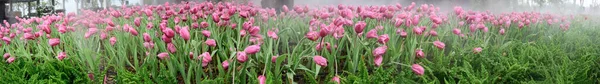 Panorama Pink Tulip Flowers Garden Chiang Mai Province — Fotografia de Stock