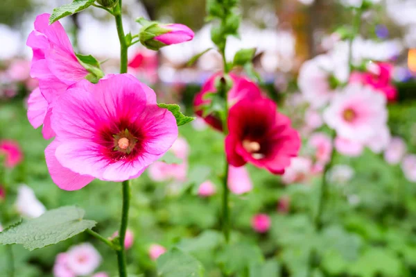 Pink Hollyhock Flowers Garden Chiang Mai Province — Zdjęcie stockowe