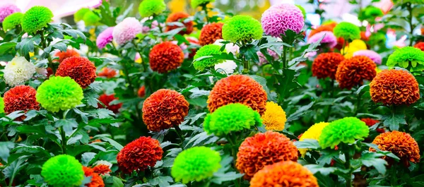 Panorama Pompon Dahlias Flowers Garden Chiang Mai Province — Stock Photo, Image