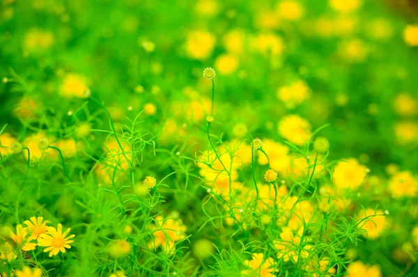 Yellow Daisy Dahlberg Daisy Blooming Garden Chiang Mai Province — Foto Stock