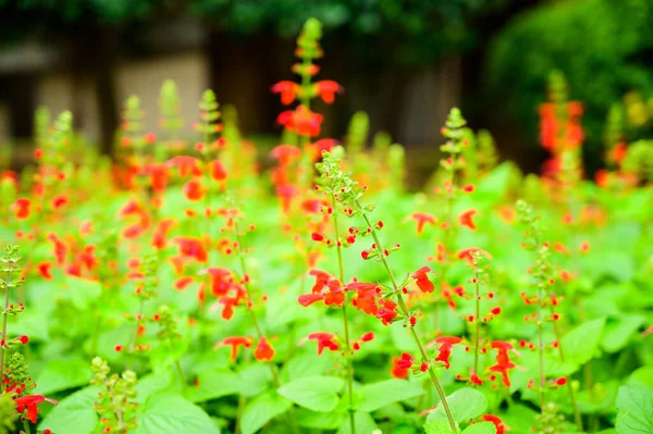Salvia Flower Salvia Splendens Garden Chiang Mai Province — Stockfoto