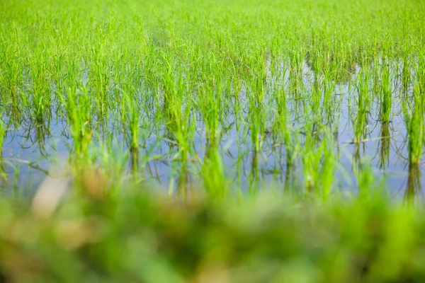 Рис Проростає Полі Рису Провінції Чіанг Май — стокове фото