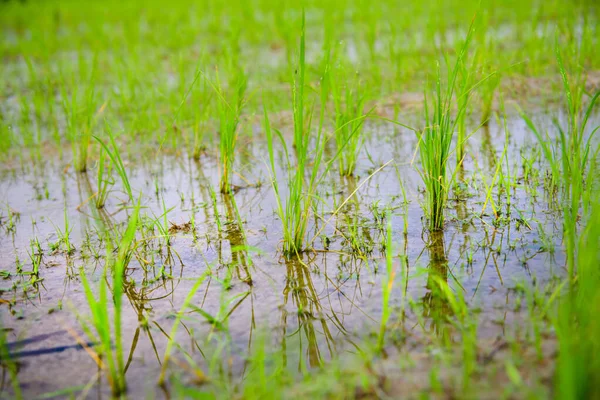 Rice Sprouts Paddy Field Chiang Mai Province — Stock Photo, Image