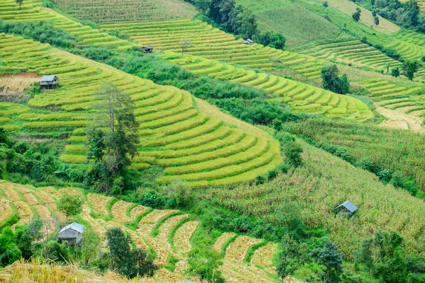 Bong Piang Rice Terraces Chiang Mai Province Thailand — Stockfoto