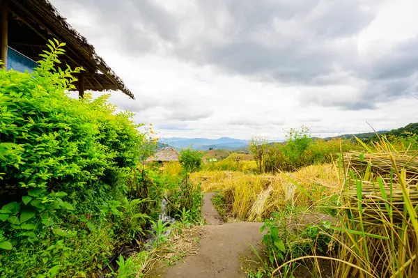 stock image Pa Bong Piang Rice Terraces at Chiang Mai Province, Thailand.