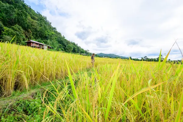 Stock image Asian Woman with Pa Bong Piang Rice Terraces at Chiang Mai Province, Thailand.